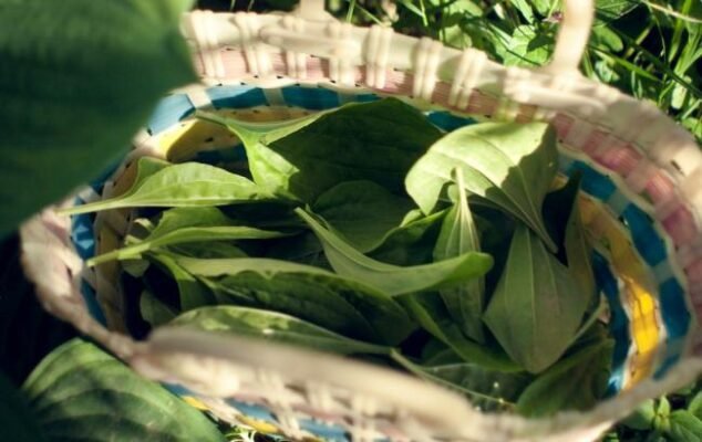 Лікувальні Властивості Подорожника: Ефективність та Застосування в Медицині