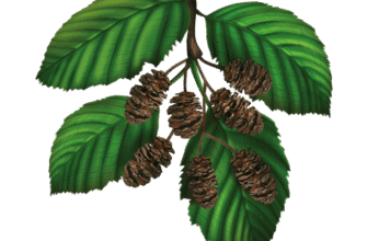 Лікувальні властивості подорожника: корисні поради та застосування