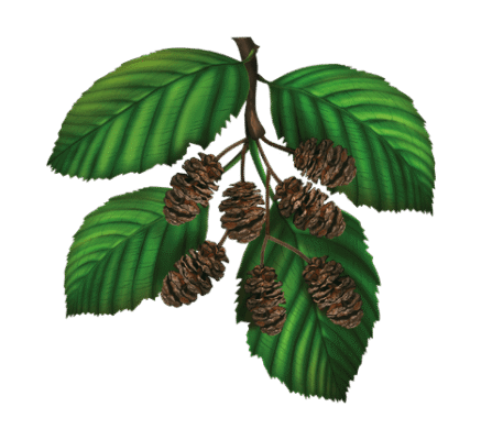 Лікувальні властивості подорожника: корисні поради та застосування