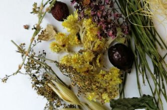 Лікувальні властивості пшінки весняної: відкрийте секрети природи