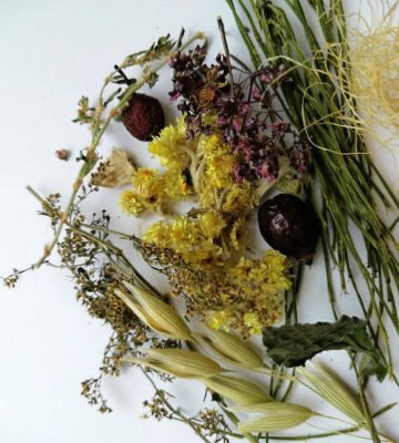 Лікувальні властивості пшінки весняної: відкрийте секрети природи