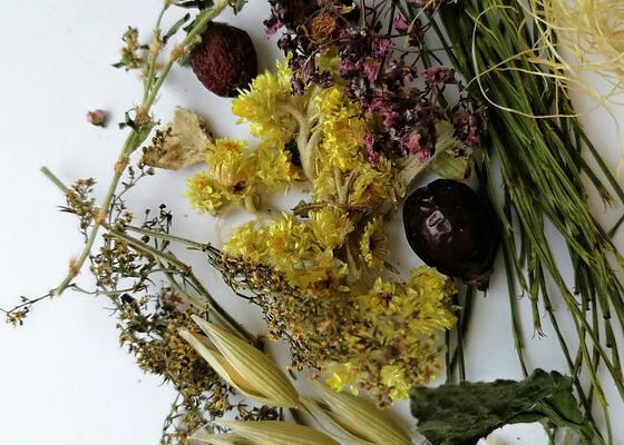 Лікувальні властивості пшінки весняної: відкрийте секрети природи