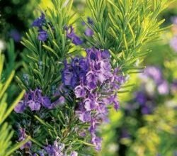 Лікувальні властивості розмарину: користь для здоров’я та краси