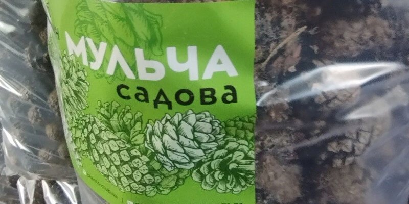 Лікувальні властивості шишок сосни: відкрийте секрети природи Лікувальні властивості шишок сосни: відкрийте секрети природи