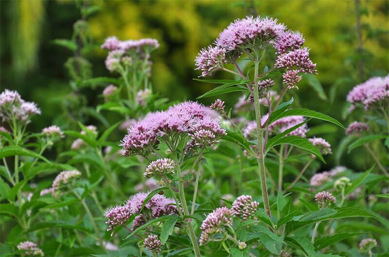 Сідач конопляний (Eupatorium cannabinum) — фото та опис рослини 🌿
