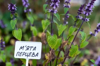 Лікувальні властивості трави верес: користь для здоров’я та рецепти