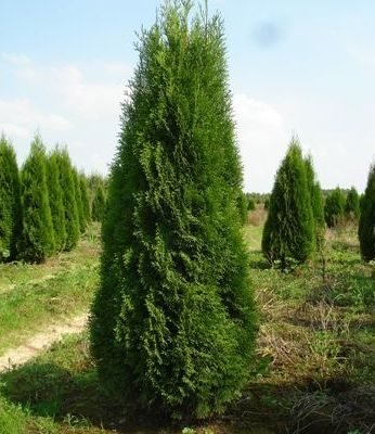 Лікувальні властивості туї: користь та застосування в народній медицині