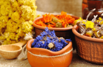 Лікувальні властивості верби: секрети природного здоров’я та краси