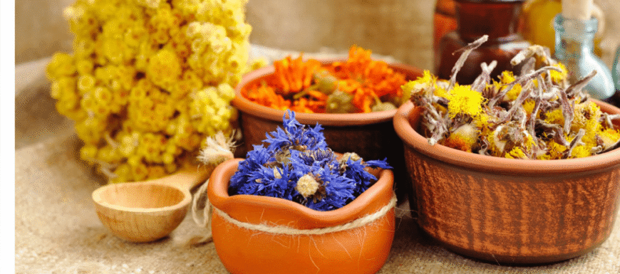 Лікувальні властивості верби: секрети природного здоров’я та краси