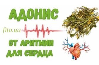 Лікувальні властивості вільхи: використання, рецепти та користь для здоров’я