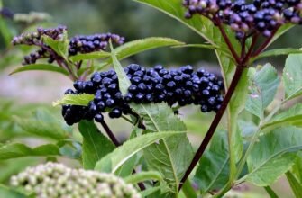 Лікувальні властивості ягід бузини: користь для здоров’я і застосування