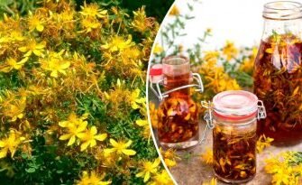 Лікувальні властивості звіробою: Застосування і користь для здоров’я