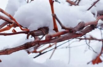 Лохина взимку: чи необхідно вкривати кущі для захисту від морозів?