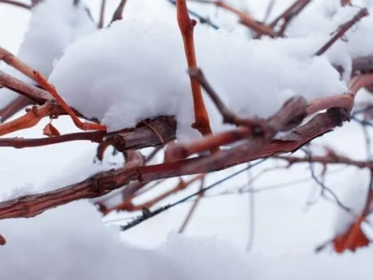Лохина взимку: чи необхідно вкривати кущі для захисту від морозів?