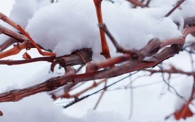 Лохина взимку: чи необхідно вкривати кущі для захисту від морозів?