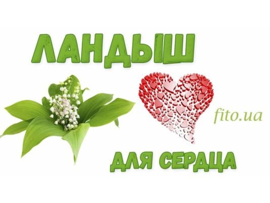 Льонок звичайний: лікувальні властивості та користь для здоров’я