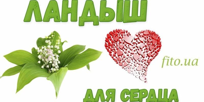 Льонок звичайний: лікувальні властивості та користь для здоров’я Льонок звичайний: лікувальні властивості та користь для здоров’я