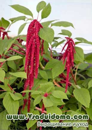 Чай амарантовий червоний Лера