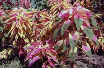 Листя амаранту: унікальні лікувальні властивості та застосування