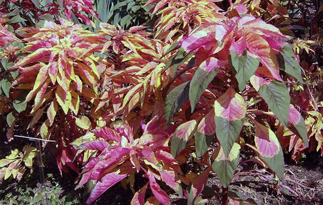 Листя амаранту: унікальні лікувальні властивості та застосування