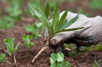 Найефективніші методи боротьби з бур’янами: оберіть свій гербіцид