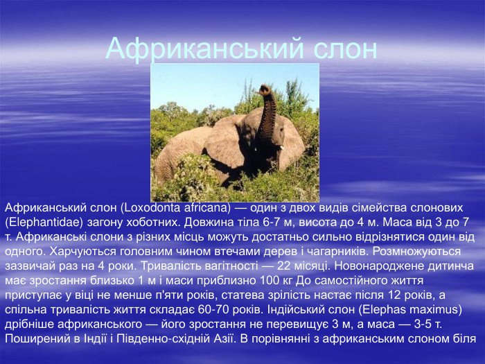 ТОП-20 найбільш рідкісних тварин у світі: фото і опис