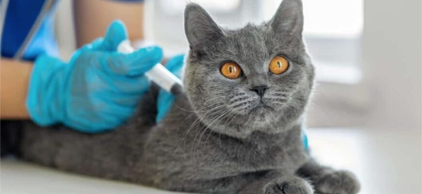 Обов’язкові вакцинації для котів: які щеплення потрібні вашим улюбленцям?