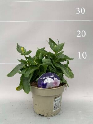 Очиток: Лікувальні властивості та користь цієї цілющої рослини Очиток: Лікувальні властивості та користь цієї цілющої рослини