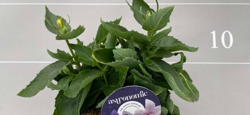 Очиток: Лікувальні властивості та користь цієї цілющої рослини Очиток: Лікувальні властивості та користь цієї цілющої рослини