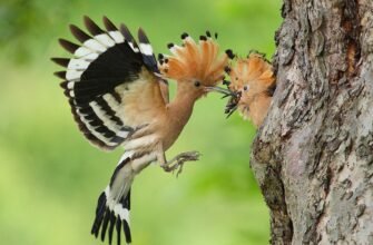 Одуд: захоплюючі та цікаві факти про незвичайного птаха