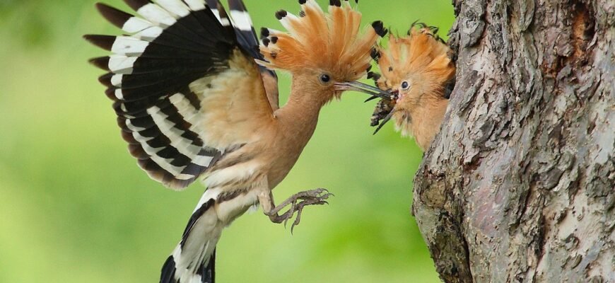 Одуд: захоплюючі та цікаві факти про незвичайного птаха
