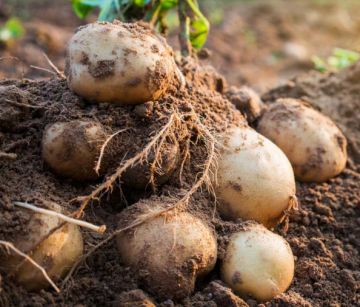 Скільки посадкової картоплі потрібно на 1 сотку: розрахунок і ...