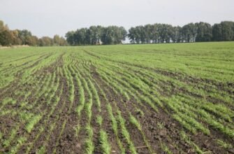 Оптимальна кількість кукурудзи на 1 га: як розрахувати правильний обсяг