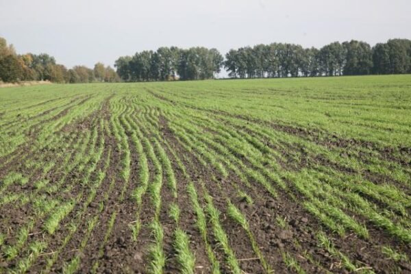 Оптимальна кількість кукурудзи на 1 га: як розрахувати правильний обсяг