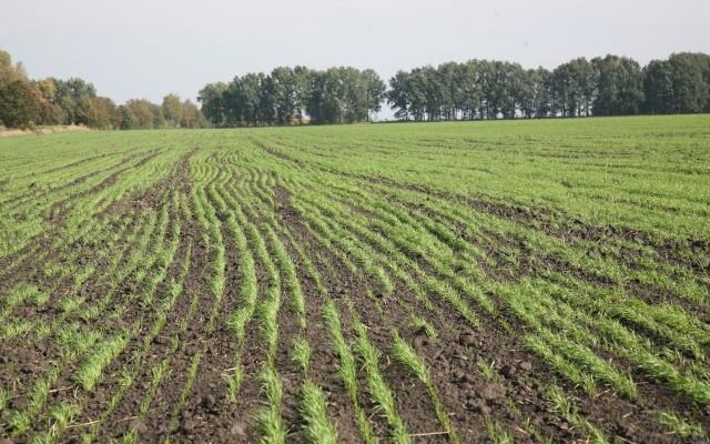 Оптимальна кількість кукурудзи на 1 га: як розрахувати правильний обсяг