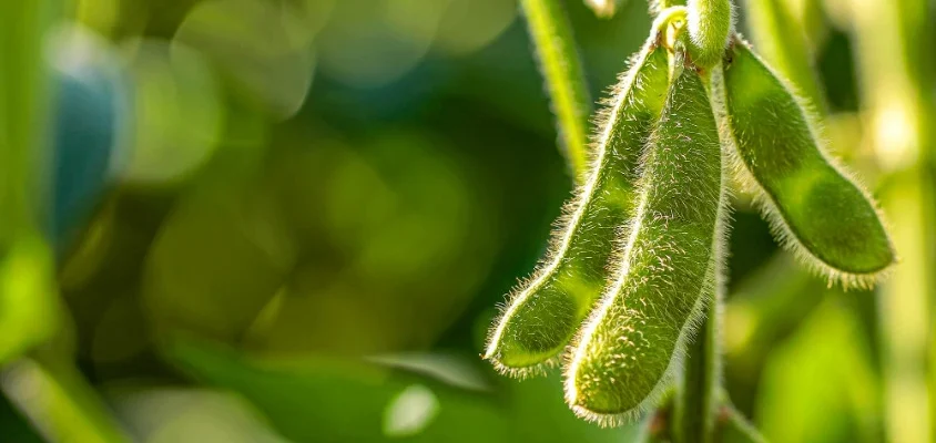 Оптимальна норма висіву насіння сої на 1 гектар: скільки потрібно?