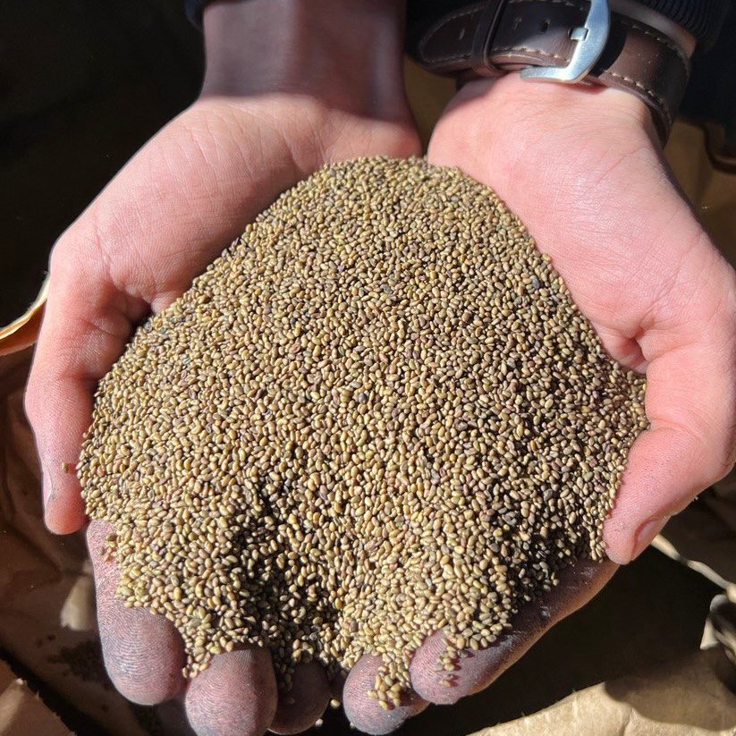 Насіння люцерни Віра, еліта, ціна за 1 кг – Iнтернет-магазин ...