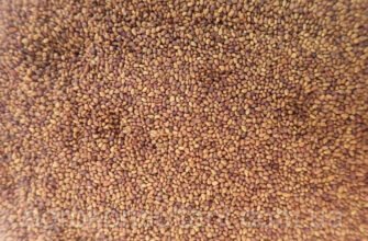 Оптимальний розрахунок: скільки насіння люцерни потрібно на 1 сотку?