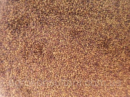 Оптимальний розрахунок: скільки насіння люцерни потрібно на 1 сотку?