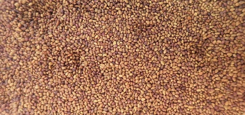 Оптимальний розрахунок: скільки насіння люцерни потрібно на 1 сотку?