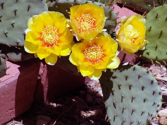 Опунція: цілющі властивості та користь для вашого здоров’я