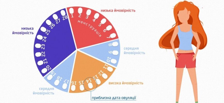 Овуляція після 40 років: що варто знати про зміни в організмі