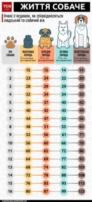 Перевіряємо: 5 років собаці — скільки це за людськими мірками?