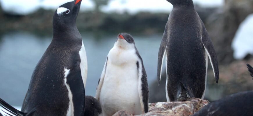 Пінгвіни: Найцікавіші факти про дивовижних мешканців Антарктиди Пінгвіни: Найцікавіші факти про дивовижних мешканців Антарктиди