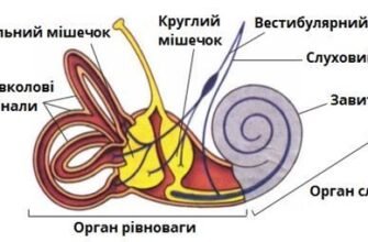 Причини запаморочення: основні фактори, які викликають обертання голови