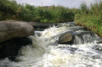 Пуерарія: дивовижні лікувальні властивості для вашого здоров’я