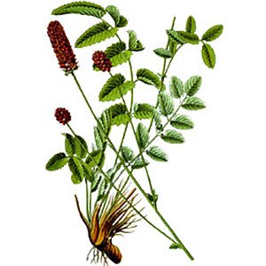 Родовик лікарський: лікувальні властивості та застосування у медицині Родовик лікарський: лікувальні властивості та застосування у медицині