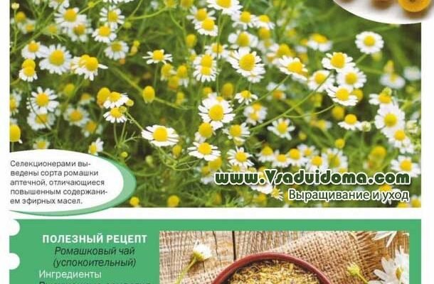Ромашка: Лікувальні Властивості та Застосування для Здоров’я Ромашка: Лікувальні Властивості та Застосування для Здоров’я