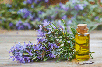 Розкрийте Секрети Розмарину: Корисні Властивості та Застосування