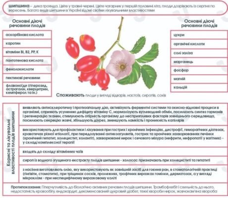 Сапоніни: Корисні Властивості та Застосування у Щоденному Житті